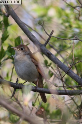 Rossignol philomèle