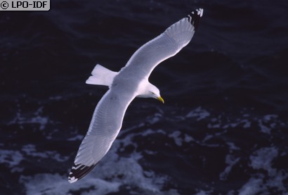 Goéland argenté