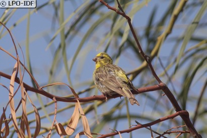 Serin cini
