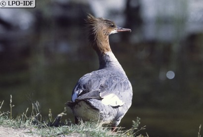 Harle bièvre
