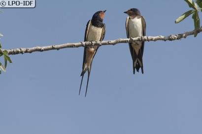 Hirondelle rustique