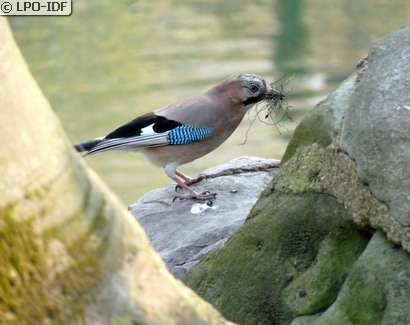 Geai des chênes