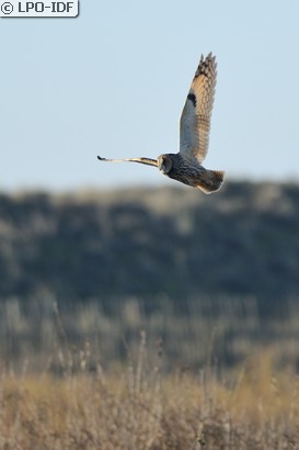 Hibou moyen-duc