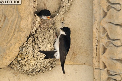 Hirondelle de fenêtre