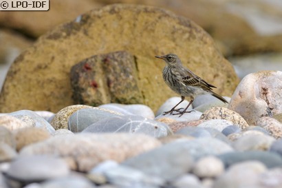 Pipit maritime
