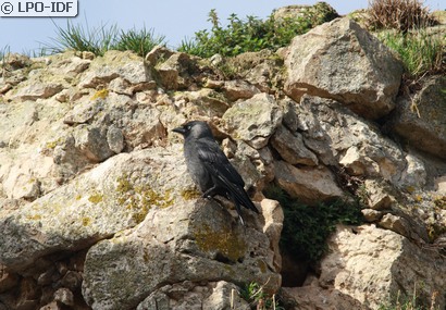 Choucas des tours