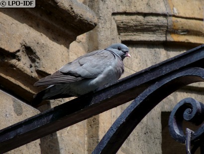 Pigeon colombin
