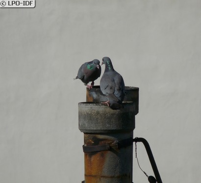 Pigeon colombin