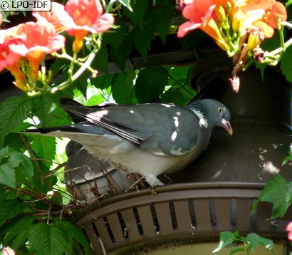 Pigeon ramier