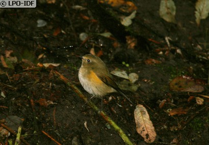 Robin à flancs roux