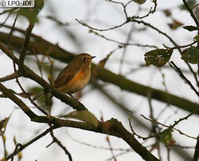 Robin à flancs roux