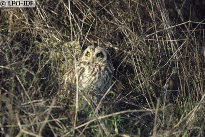 Hibou des marais