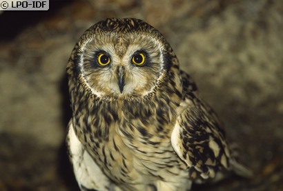 Hibou des marais