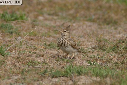 Cochevis huppé