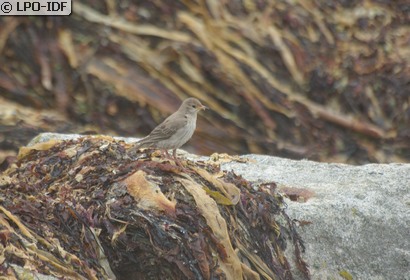 Etourneau roselin