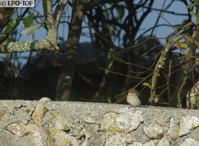 Gobemouche noir