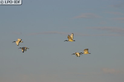Ibis sacré