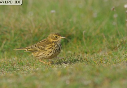 Pipit farlouse