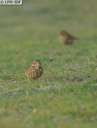 Pipit farlouse