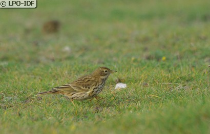Pipit farlouse
