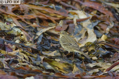 Pipit maritime