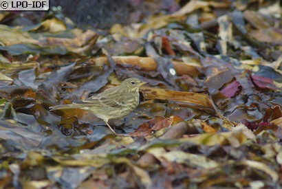 Pipit maritime