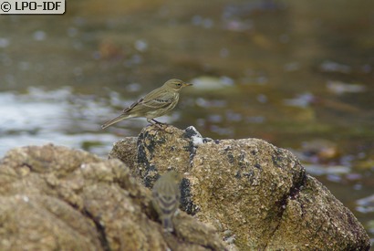 Pipit maritime