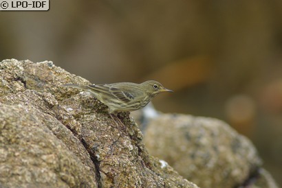 Pipit maritime