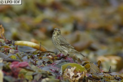 Pipit maritime