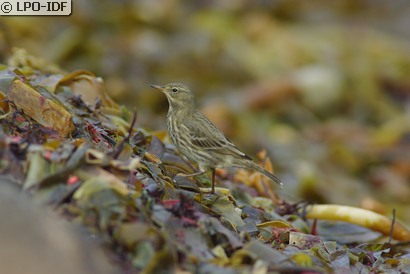 Pipit maritime