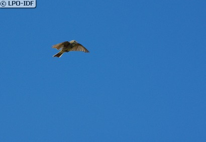 Pipit farlouse