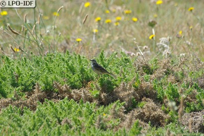 Pipit farlouse