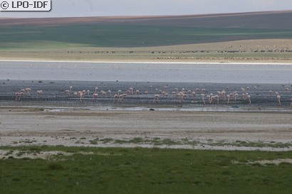 Flamant rose
