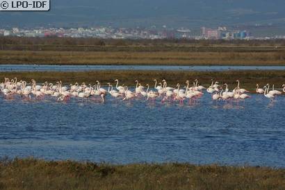 Flamant rose