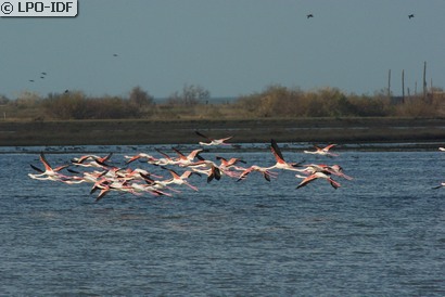 Flamant rose