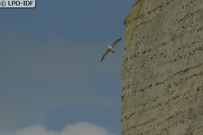 Fulmar boréal
