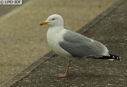 Goéland argenté