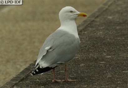 Goéland argenté