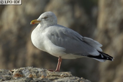 Goéland argenté