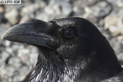 Grand Corbeau