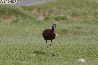 Ibis falcinelle