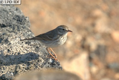 Pipit de Berthelot