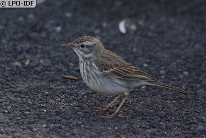 Pipit de Berthelot