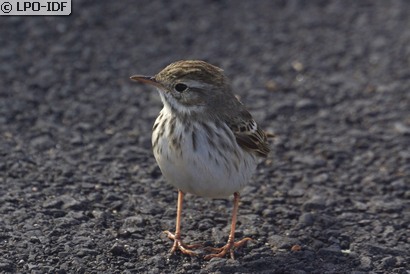 Pipit de Berthelot