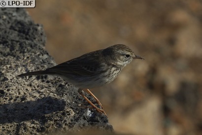 Pipit de Berthelot