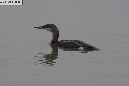 Plongeon arctique