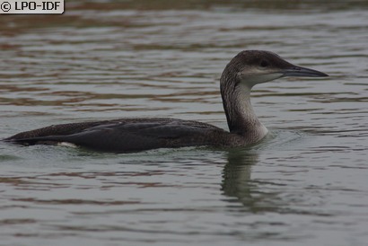 Plongeon arctique