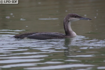 Plongeon arctique