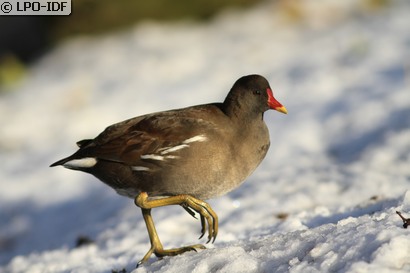 Gallinule poule-d'eau