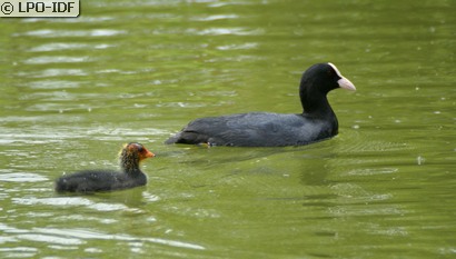 Foulque macroule